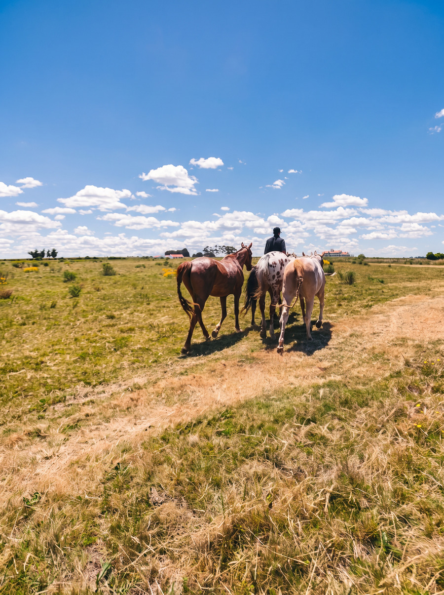 A rider and his horses crossing open pasture