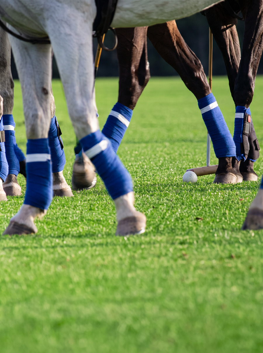 Polo ponies in blue leg wraps on the field